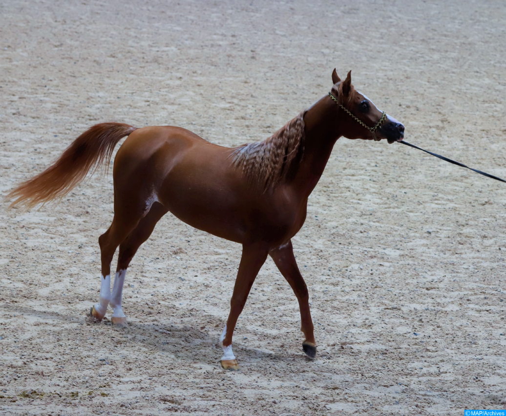 Semaine du cheval 2023 : la cavalière Yasmine Lebonte remporte le championnat du Maroc de dressage C